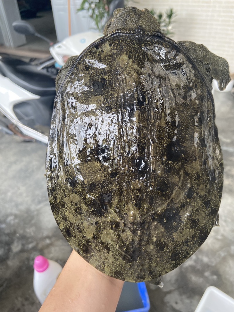 外塘冷水甲鱼团鱼脚鱼老鳖花公甲鱼包活品质高