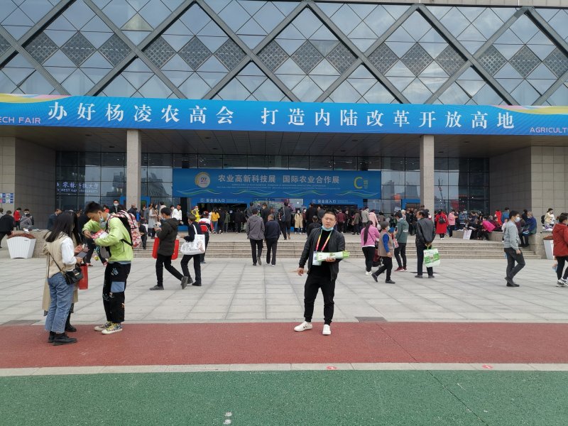 苏翠2号苏翠梨树苗，早熟新品种，包技术，包品种，基地直供
