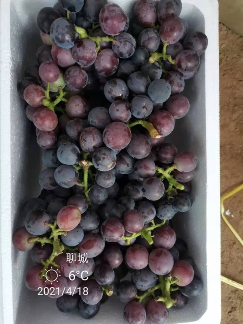 山东藤稔红艳天巨盛一号葡萄大量上市中