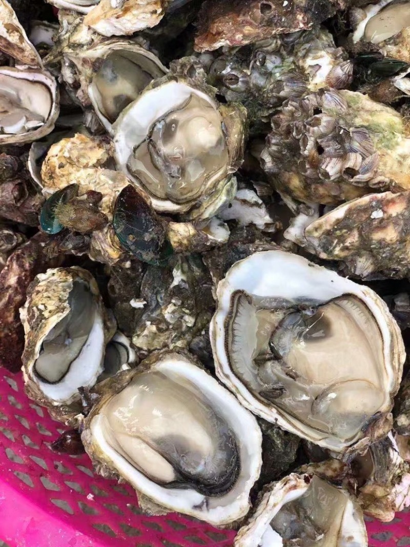 生蚝活鲜烧烤全壳生蚝代加工半壳生蚝批发直销