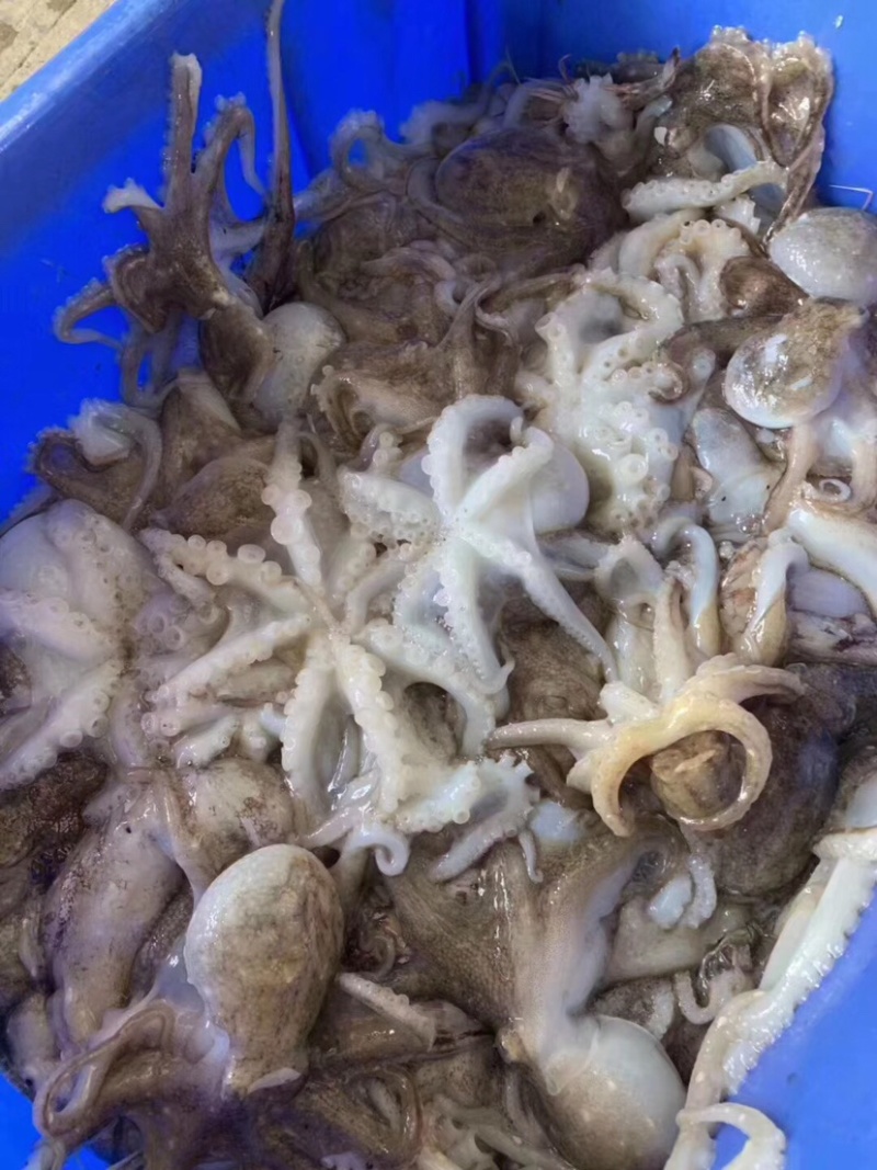 鲜活小章鱼迷你一口小章鱼一包400克真空包装