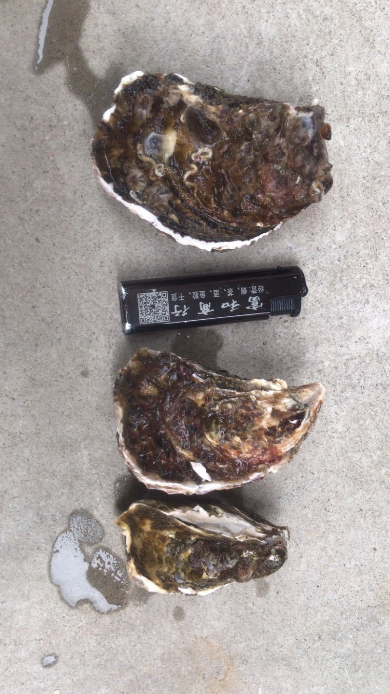 生蚝鲜活井洲烧烤生蚝专用全壳生蚝，代加工半壳全国直销
