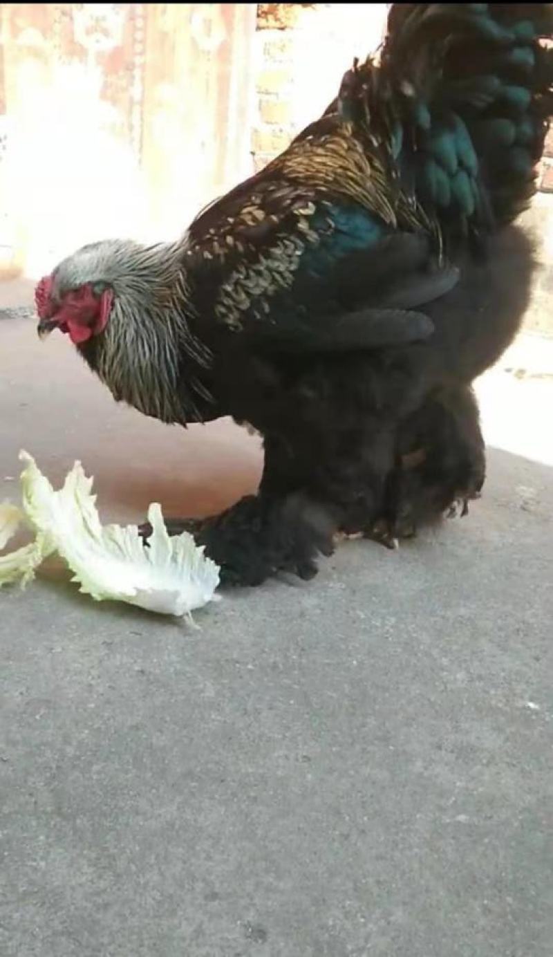 婆罗门