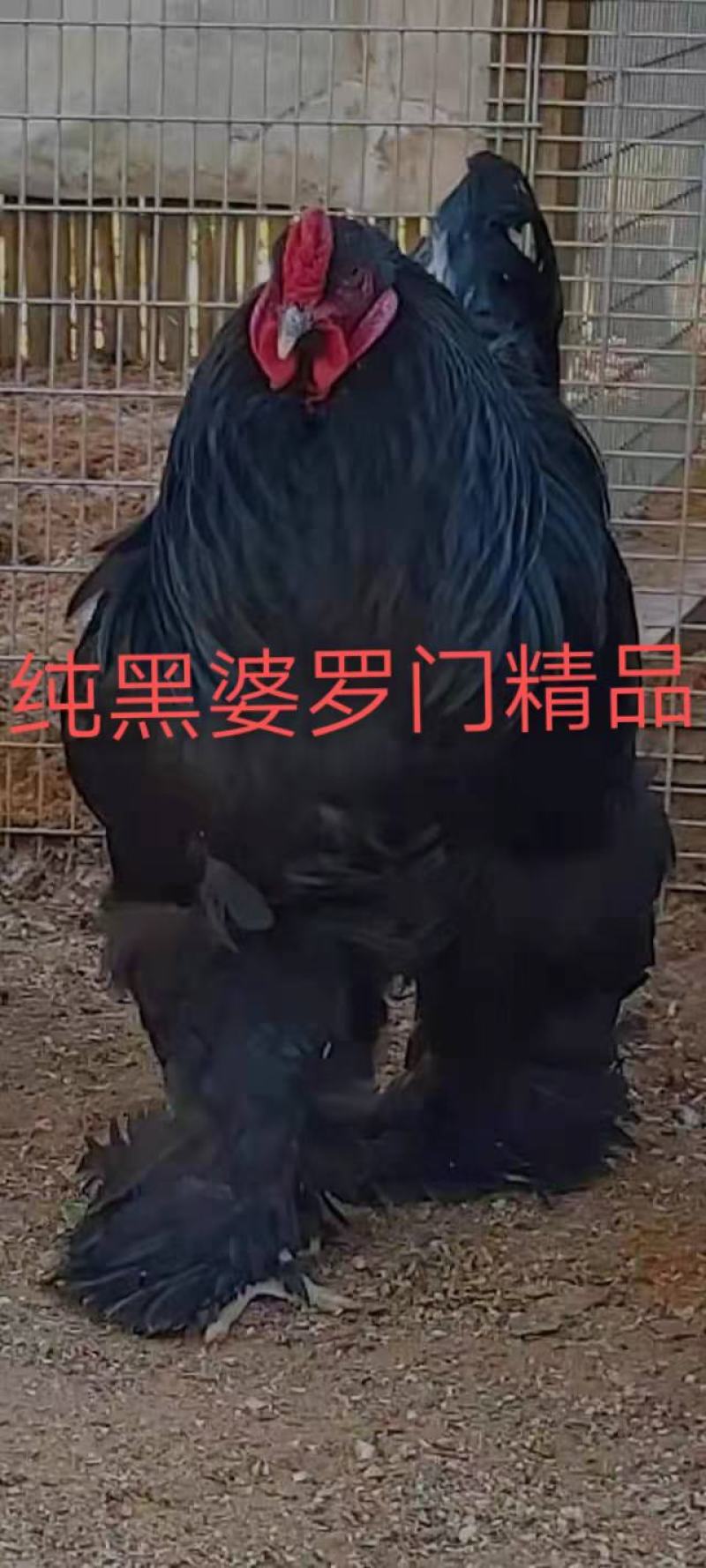 婆罗门