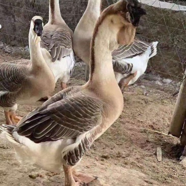 狮头鹅苗