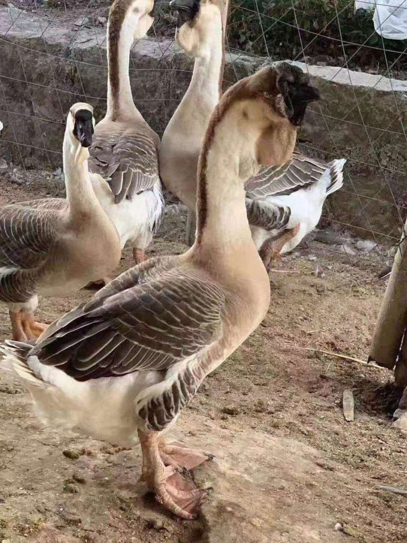 狮头鹅苗