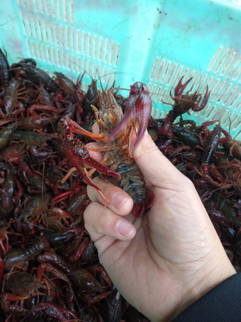 鲜活小龙虾【红虾】养殖基地规格齐全，全国接单专车物流