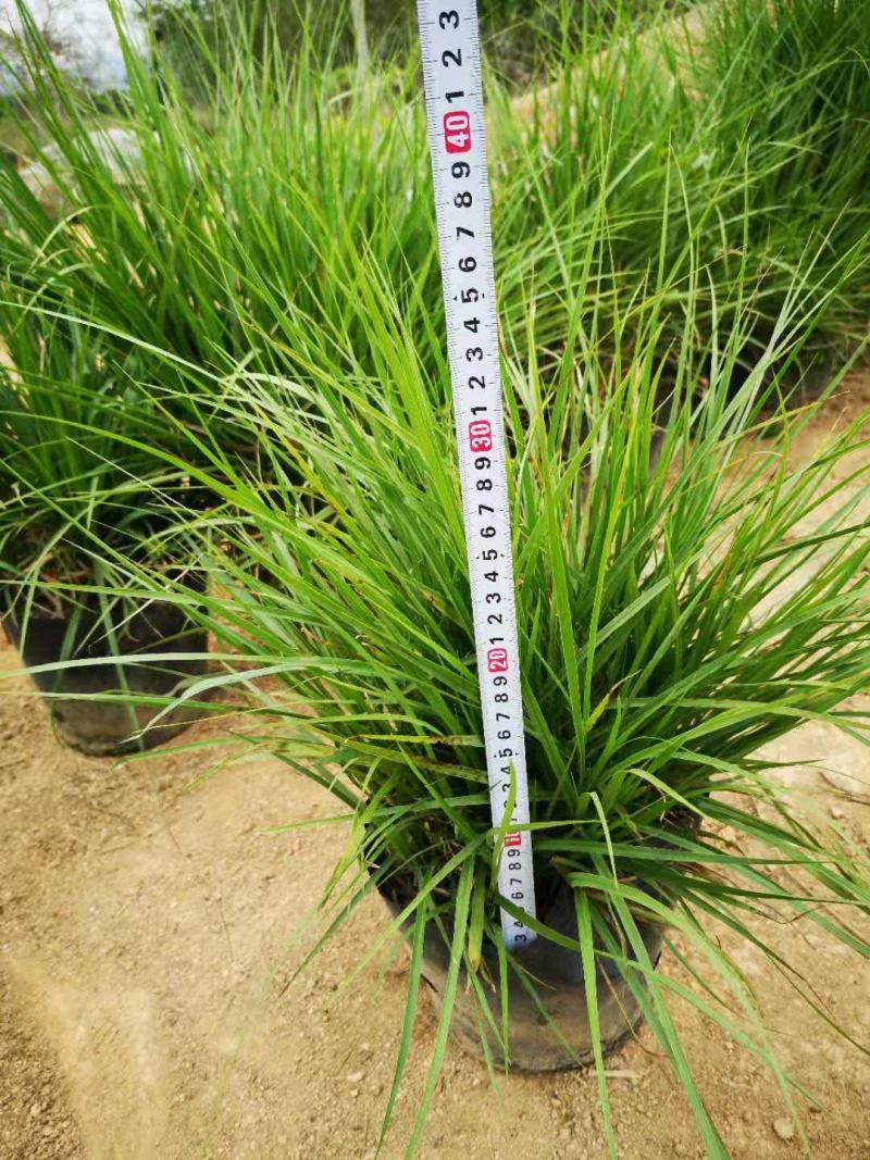 狼尾草，狗尾巴草、狗仔尾、老鼠狼、芮草、小芒草，光明草
