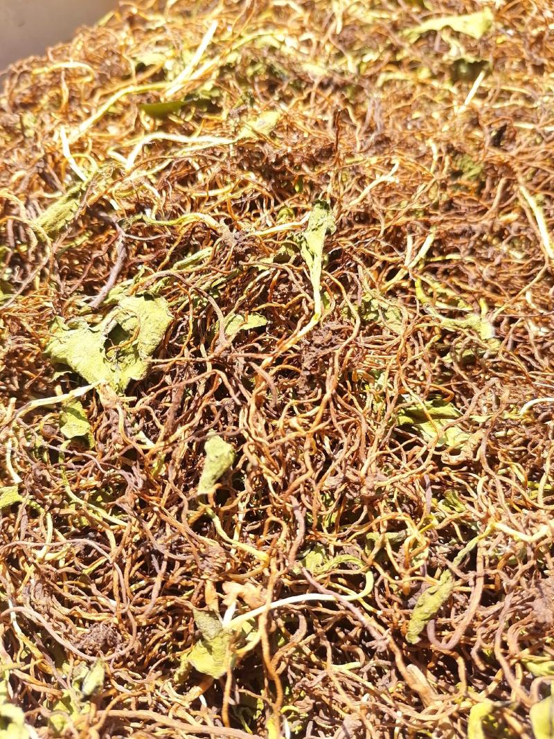 云南省文山州野生一支箭大量产新需要的一亩田联系我