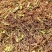 云南省文山州野生一支箭大量产新需要的一亩田联系我