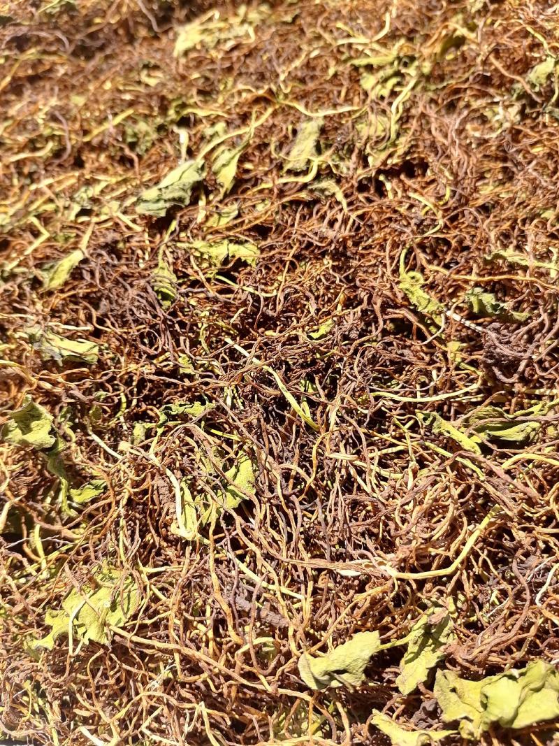 云南省文山州野生一支箭大量产新需要的一亩田联系我