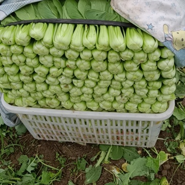 蔬菜