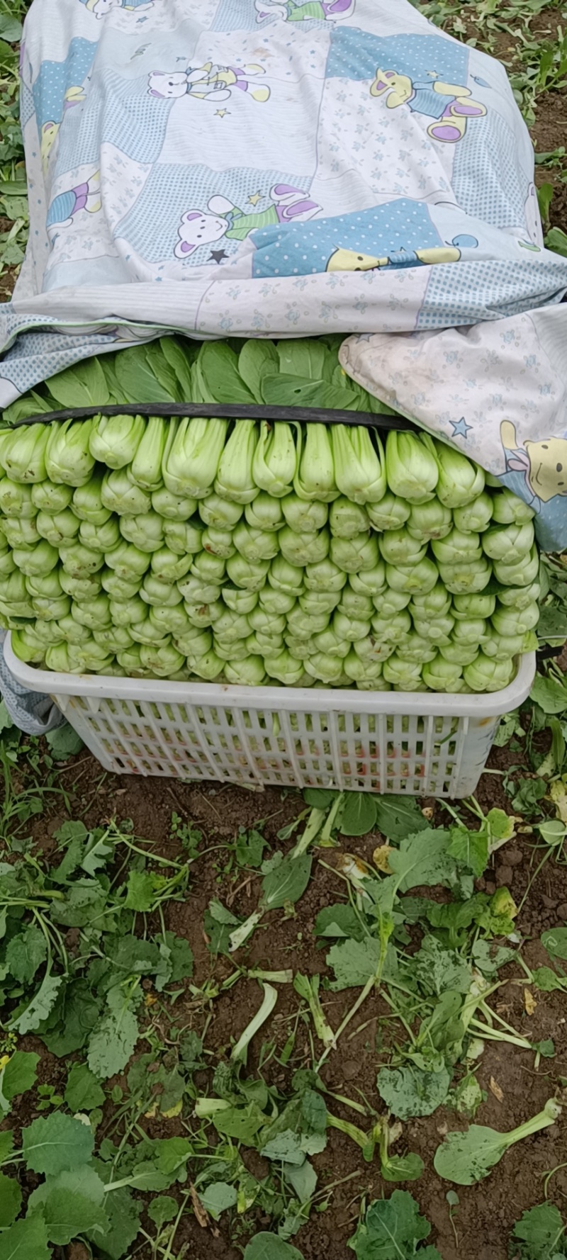 蔬菜