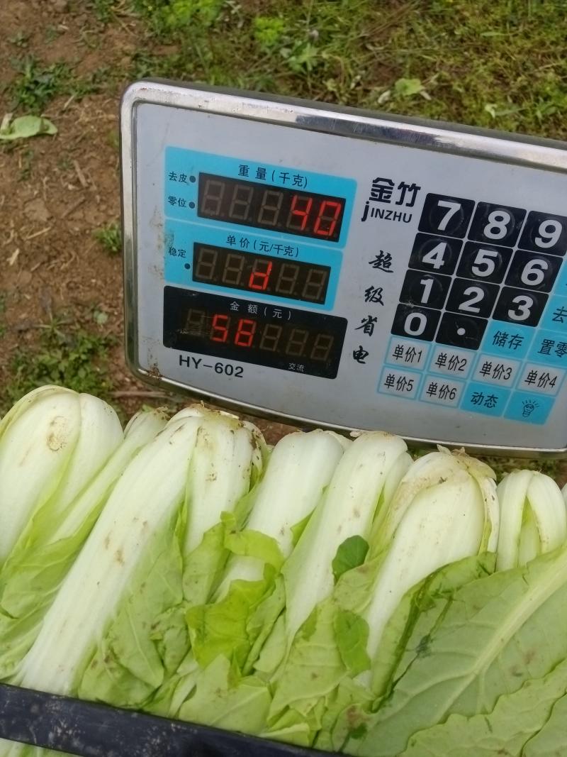 蔬菜