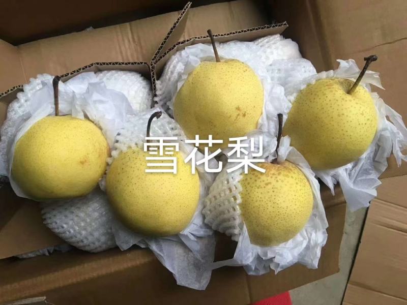 雪花梨河北赵县主产地，货源充足商超，批发赶集，产地直发