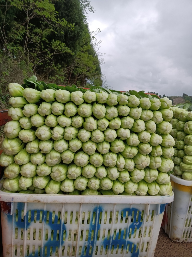 蔬菜