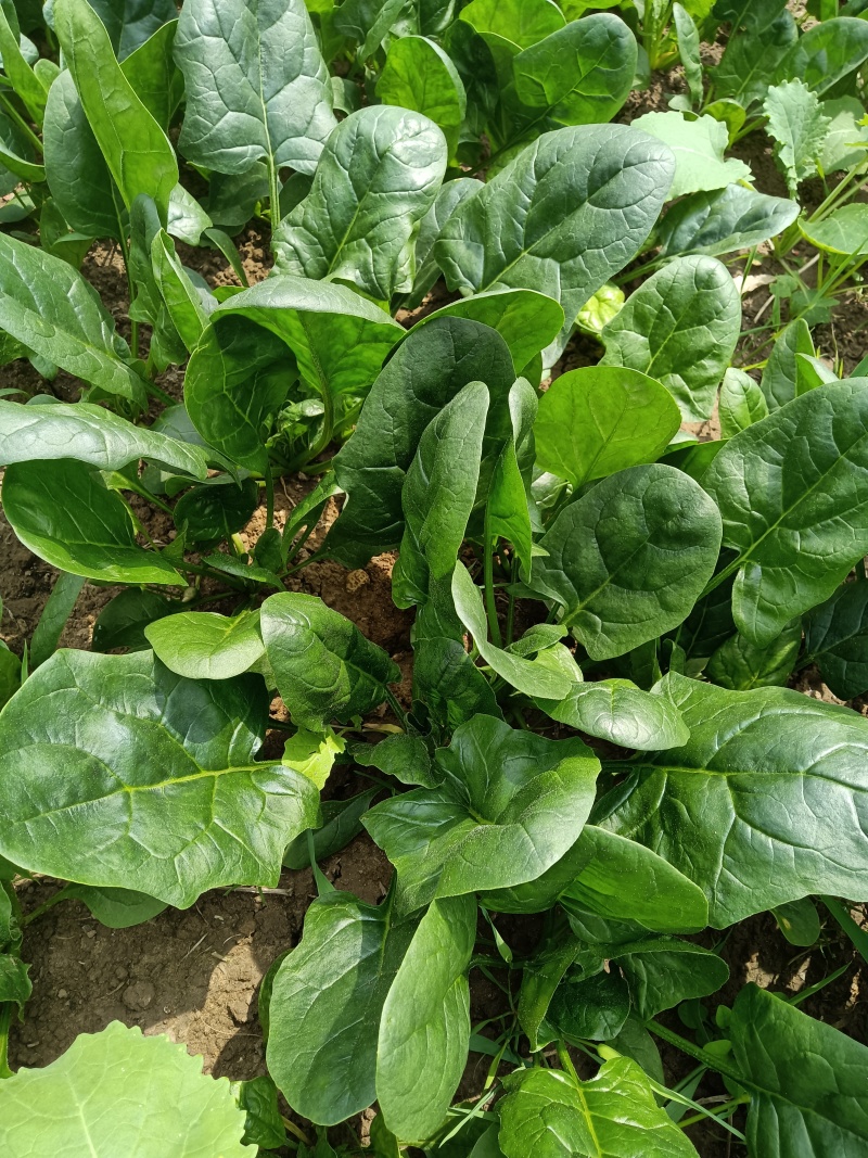 蔬菜