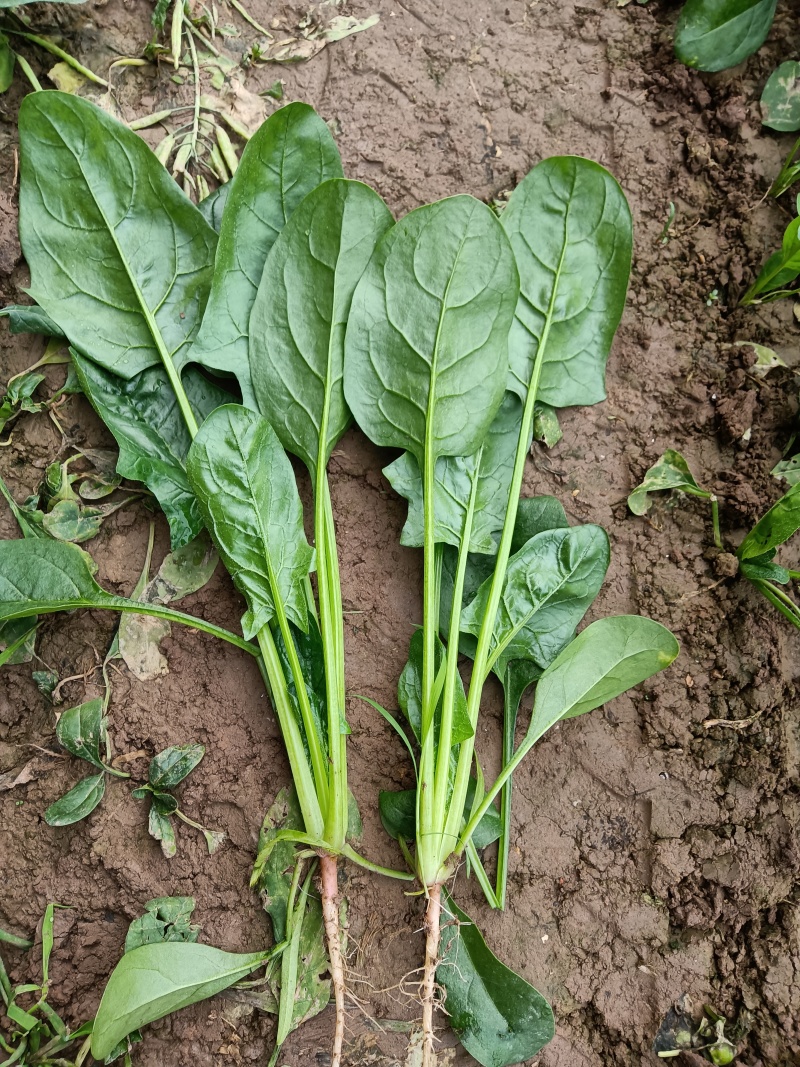蔬菜