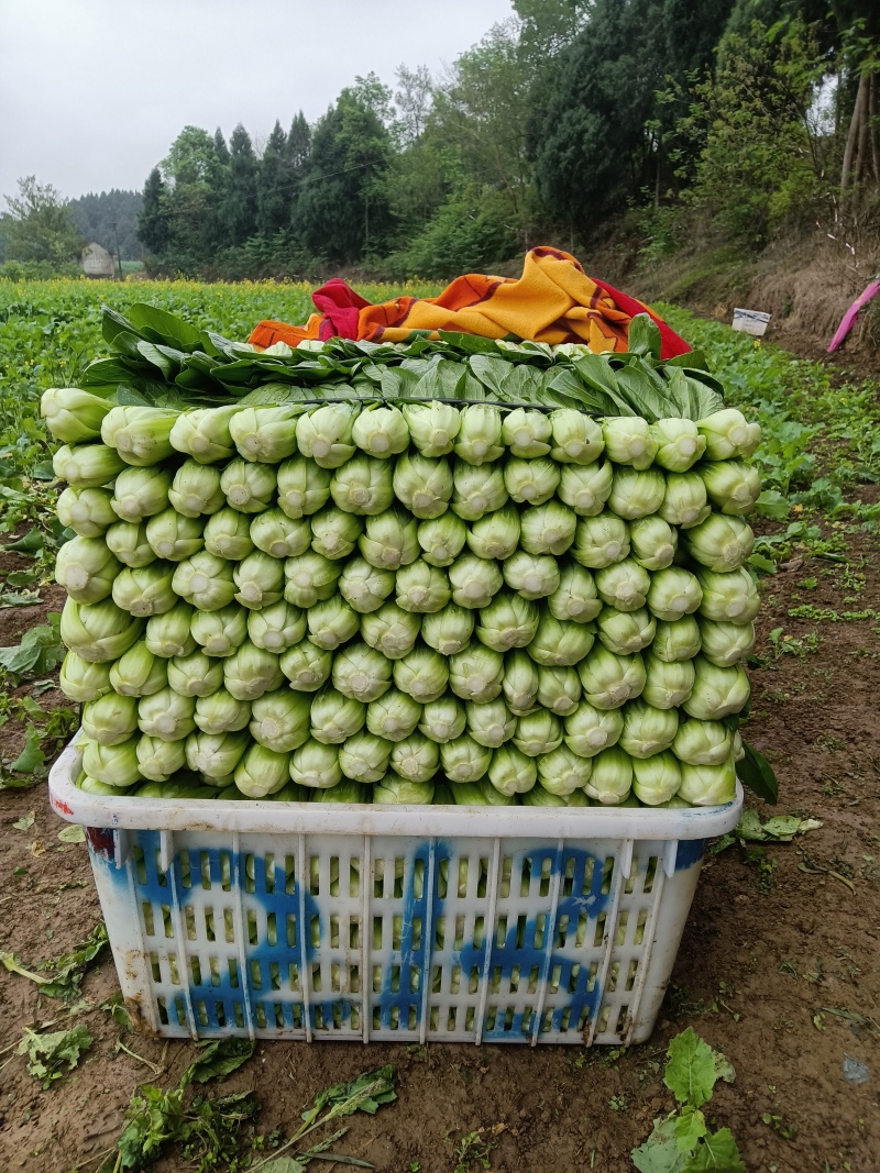 蔬菜