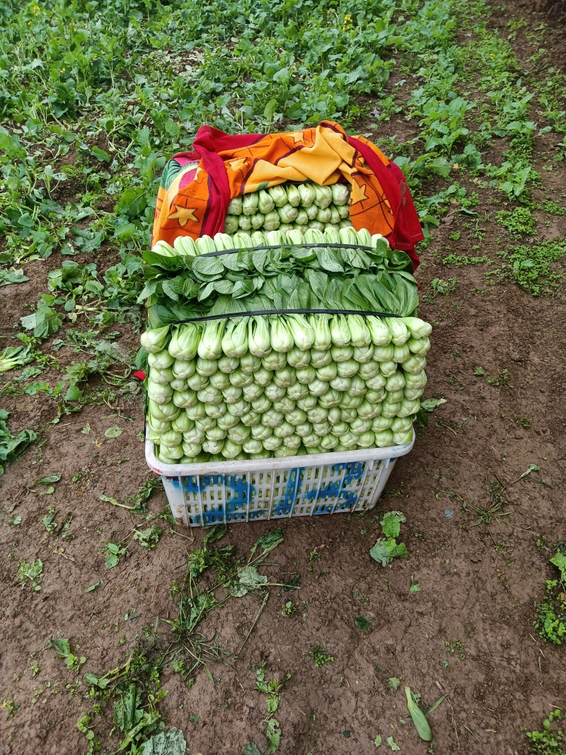 蔬菜