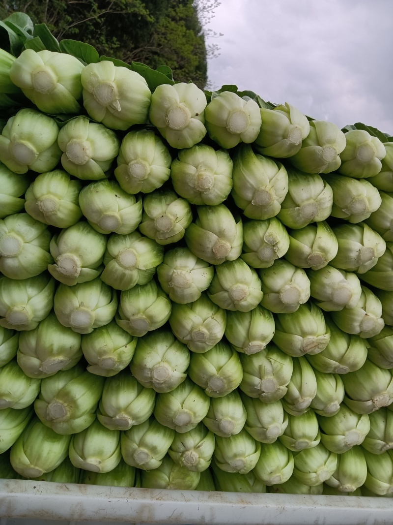 蔬菜