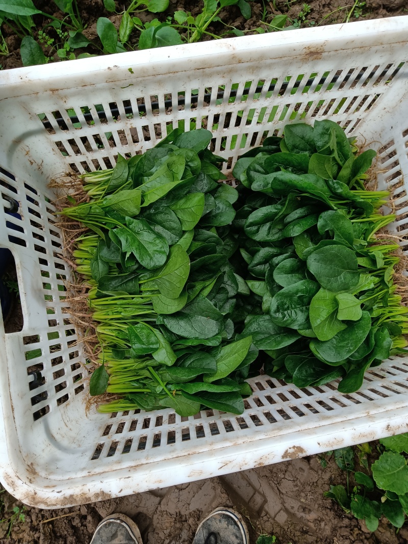 蔬菜