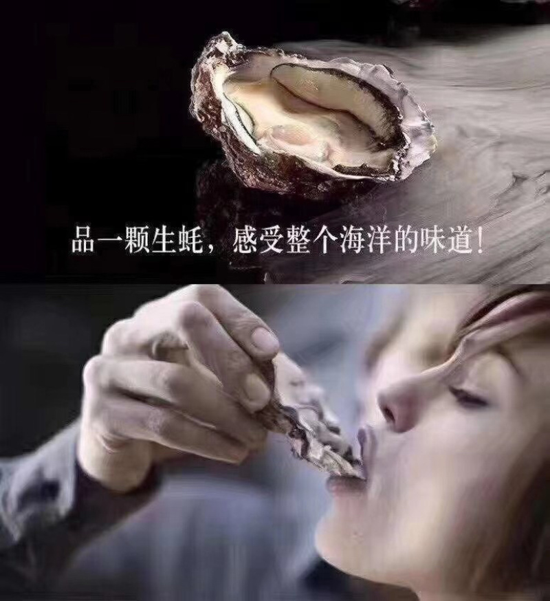 生蚝鲜活烧烤生蚝福建牡蛎生蚝加工半壳烧烤专用全国批发直销