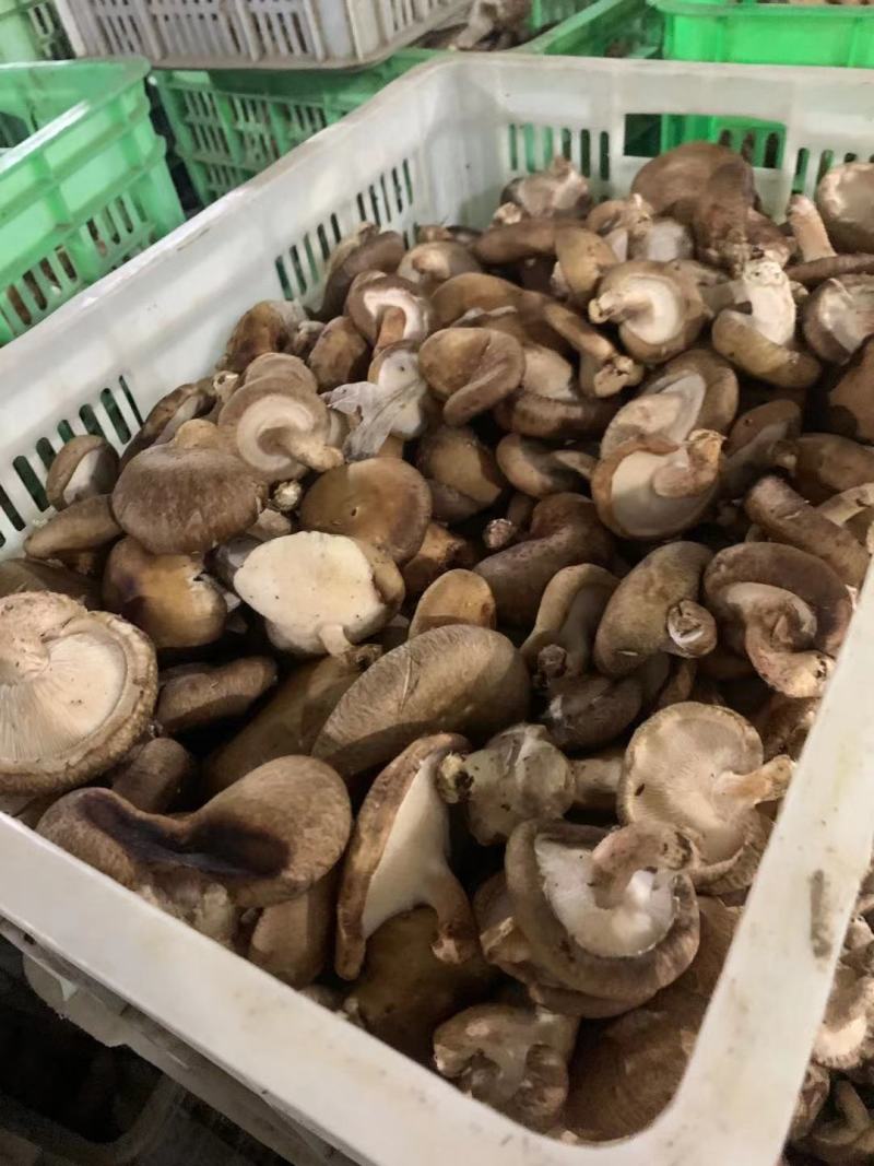 香菇次品，量大优惠