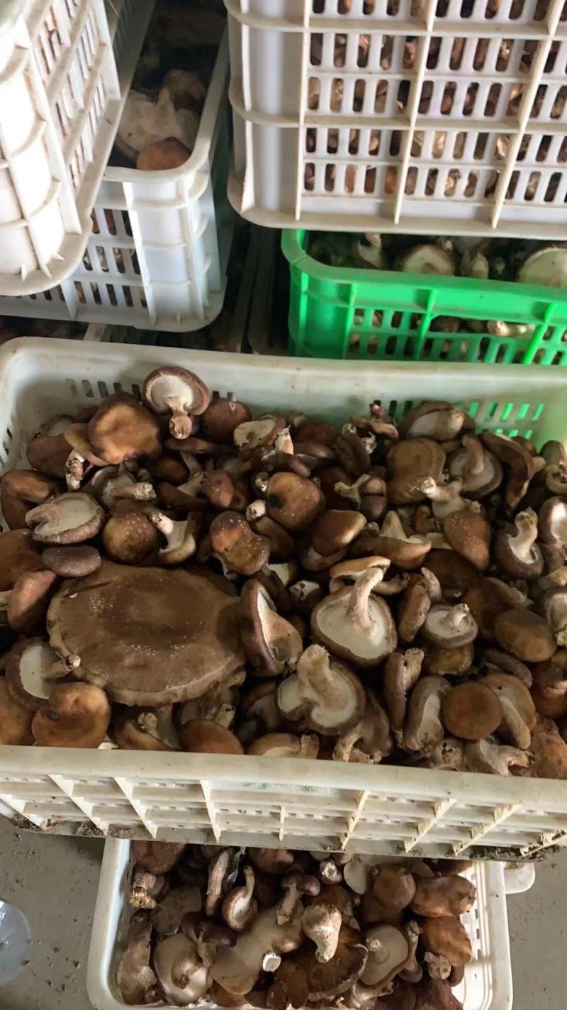香菇次品，量大优惠