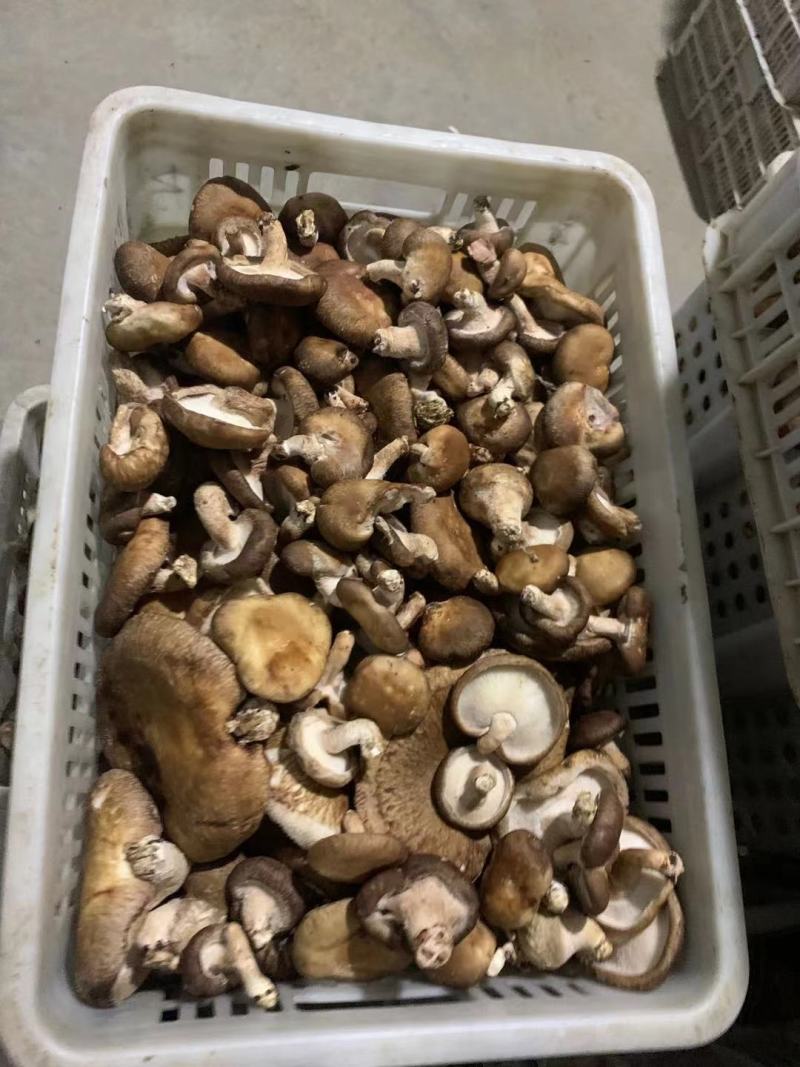 香菇次品，量大优惠