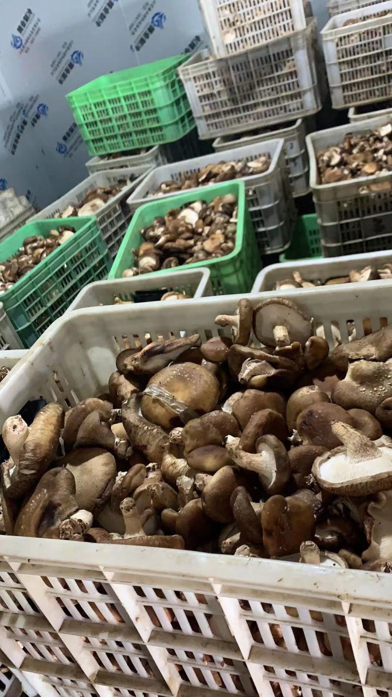 香菇次品，量大优惠