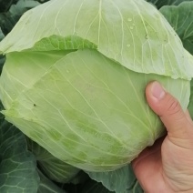 圆包菜基地自种精品包菜甘蓝系个头均匀口感好，一手货源，