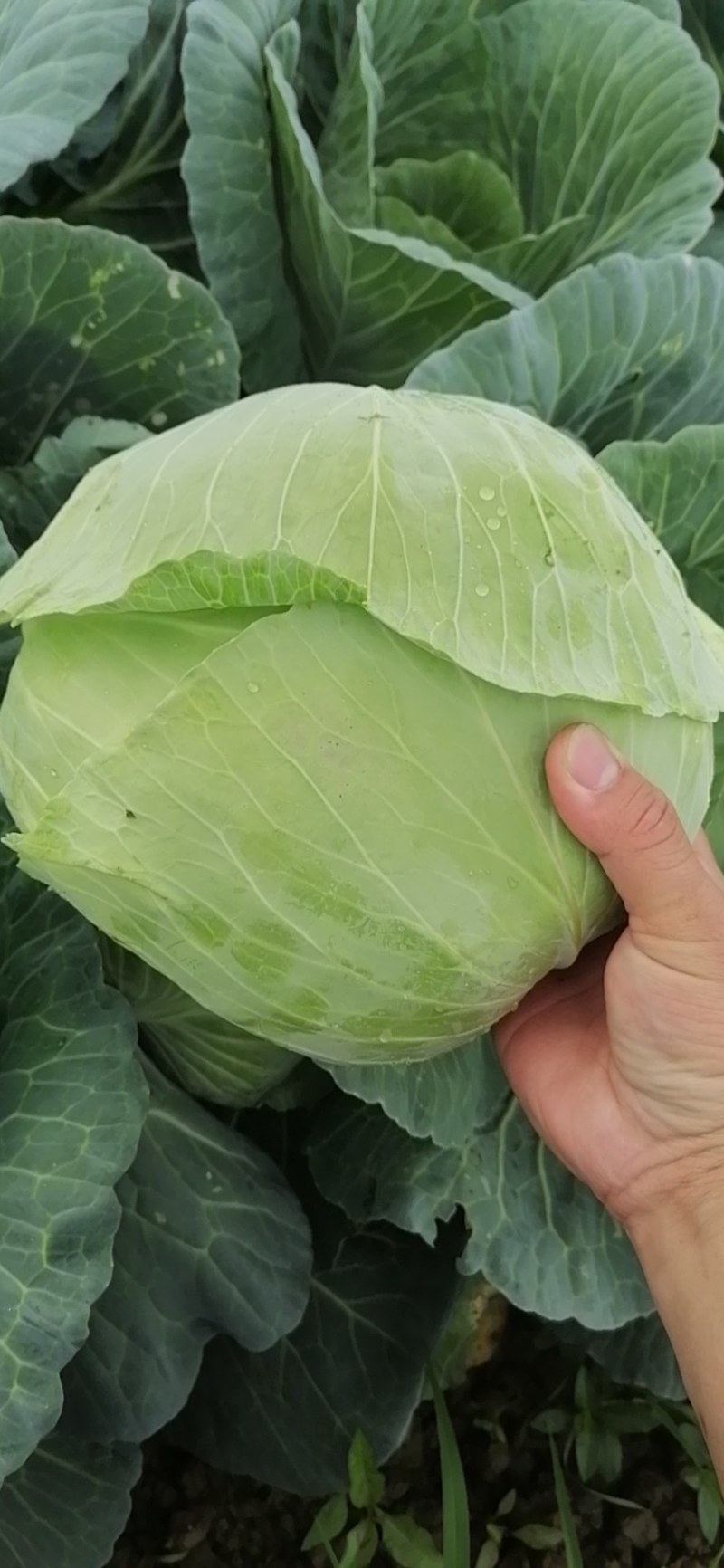 圆包菜基地自种精品包菜甘蓝系个头均匀口感好，一手货源，