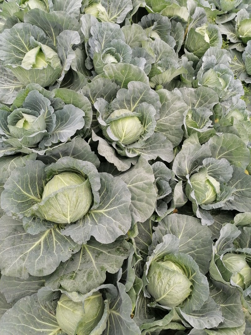 圆包菜基地自种精品包菜甘蓝系个头均匀口感好，一手货源，