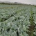 圆包菜基地自种精品包菜甘蓝系个头均匀口感好，一手货源，