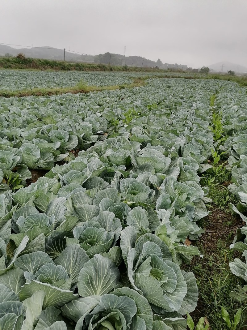 圆包菜基地自种精品包菜甘蓝系个头均匀口感好，一手货源，