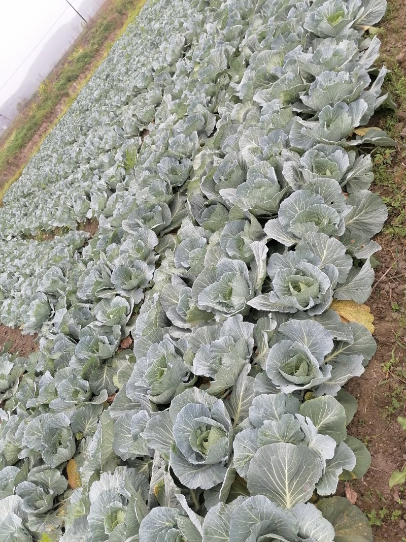 圆包菜基地自种精品包菜甘蓝系个头均匀口感好，一手货源，