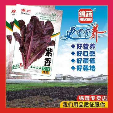 紫香1732/绵蔬/生菜种子/紫色生菜种子/叶菜种子