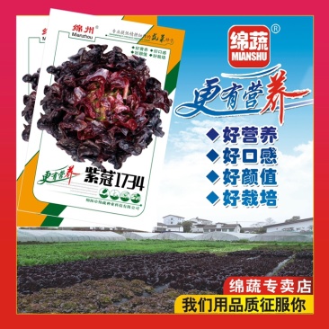 紫蒄1734/绵蔬/生菜种子/蔬菜种子/叶菜种子