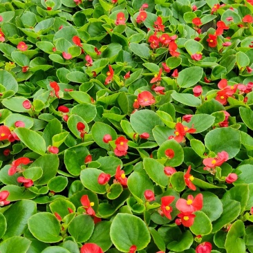 四季海棠开花时间超长