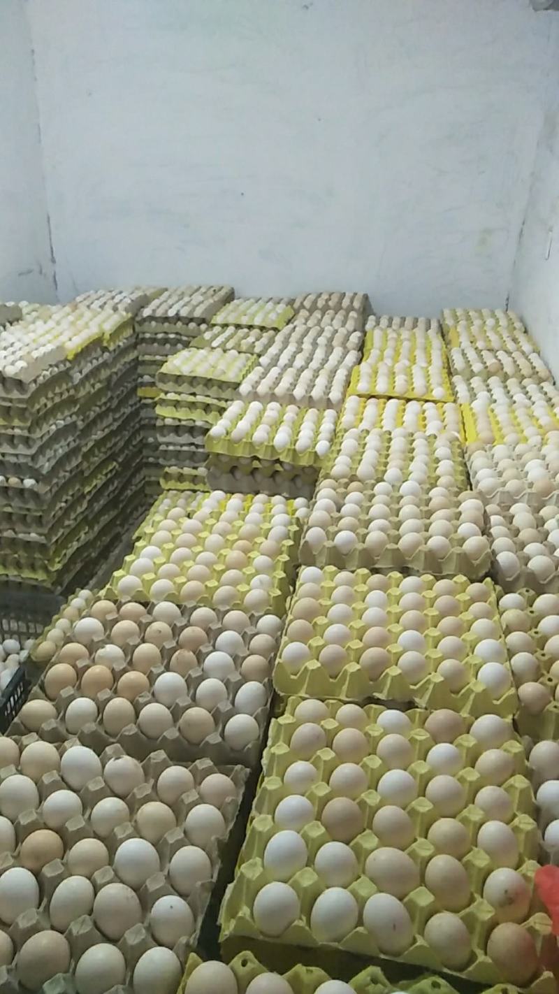 大量出售笨鸡蛋，大公鸡，母鸡