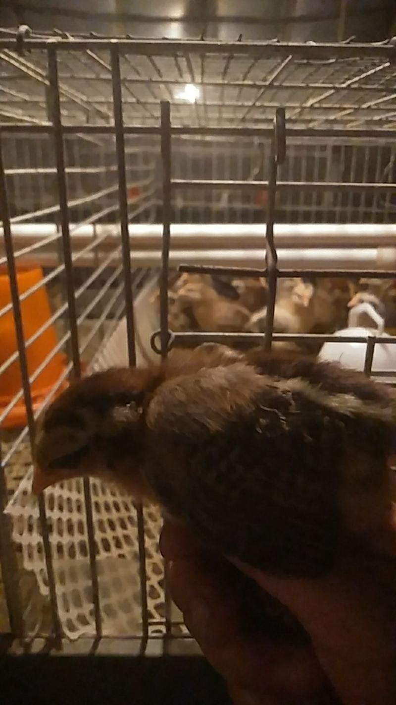 大量出售笨鸡蛋，大公鸡，母鸡