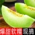山东莘县玉姑甜瓜大量上市一件代发，玉菇甜瓜支持社区团购