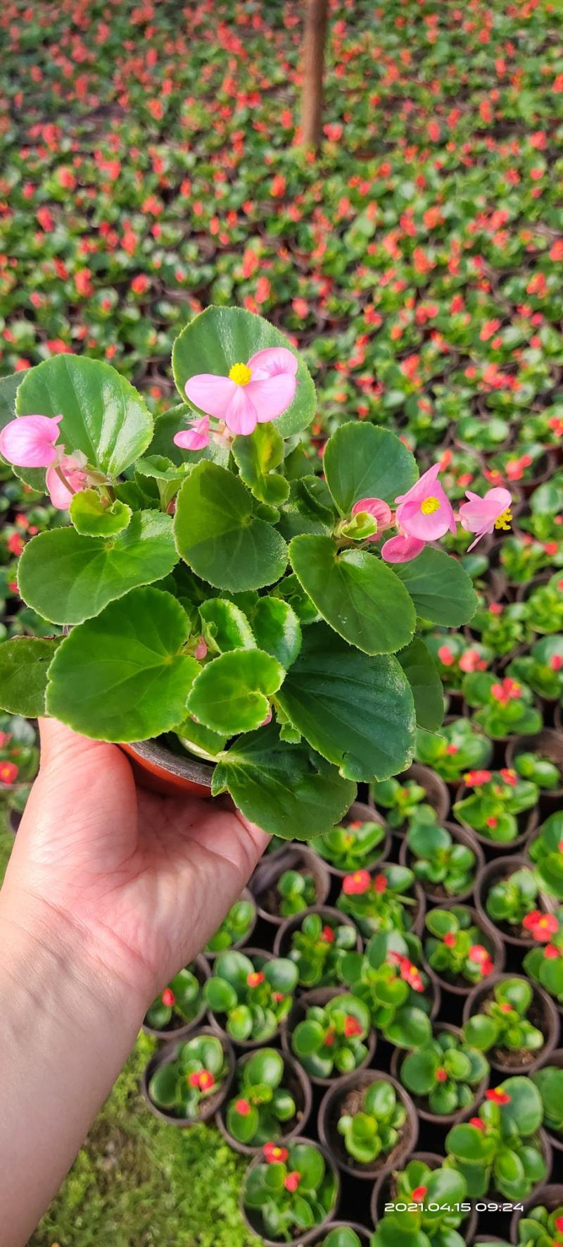四季海棠开花时间超长