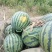 山东潍坊西瓜种植基地直供精品甜王西瓜代办经验多年熟度好甜