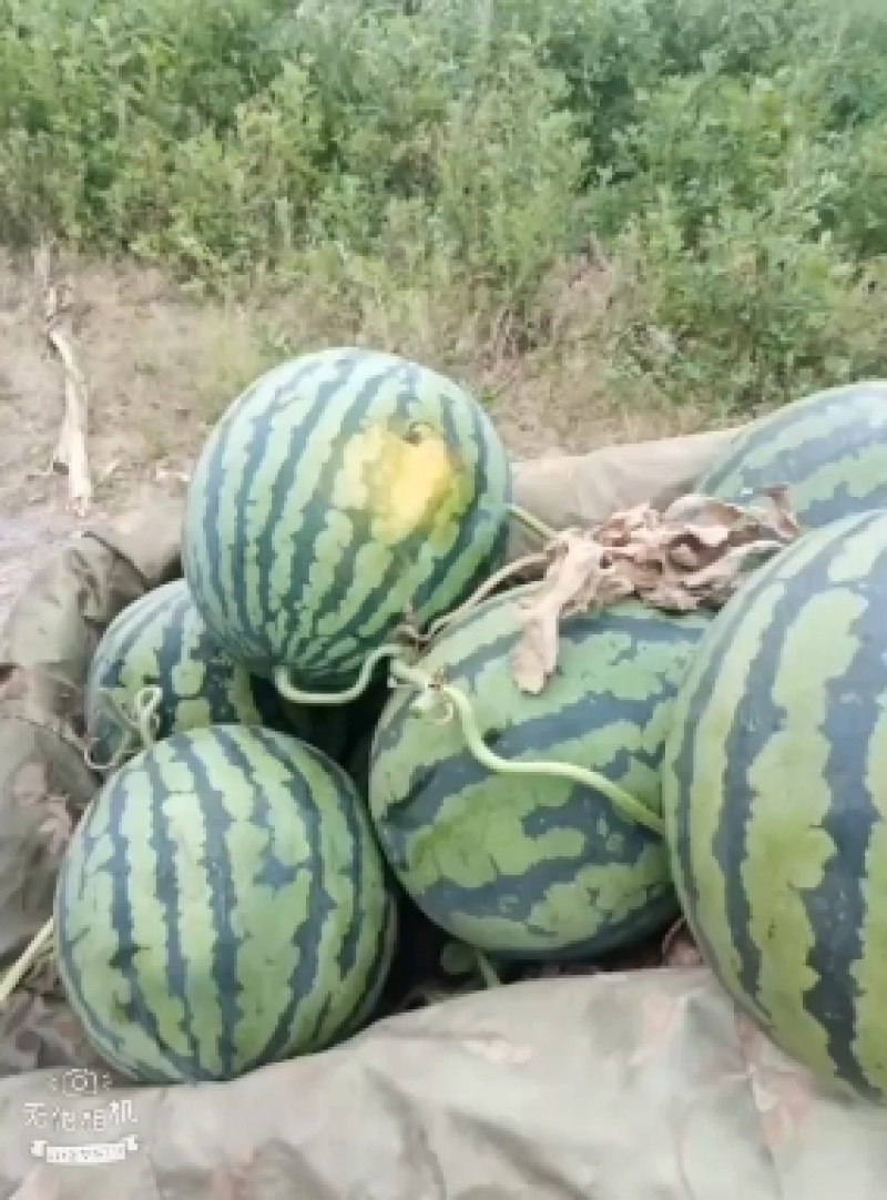 山东潍坊西瓜种植基地直供精品甜王西瓜代办经验多年熟度好甜