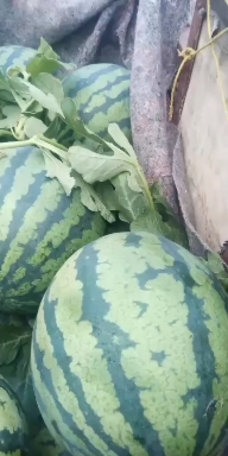 山东潍坊西瓜种植基地直供精品甜王西瓜代办经验多年熟度好甜