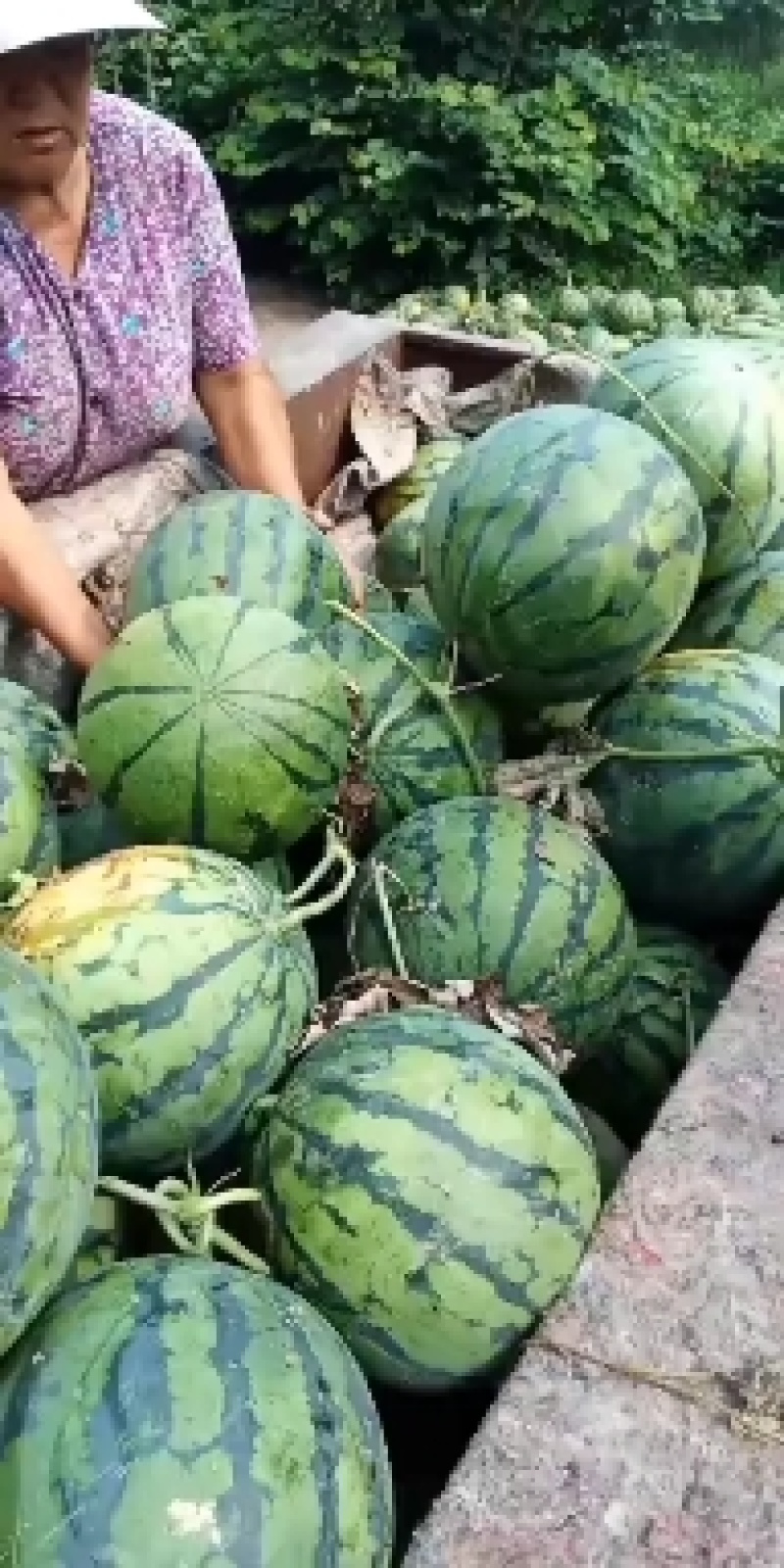 山东潍坊西瓜种植基地直供精品甜王西瓜代办经验多年熟度好甜