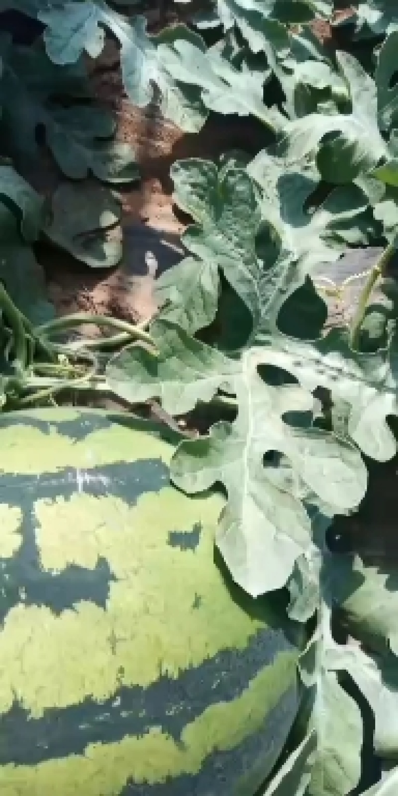 山东潍坊西瓜种植基地直供精品甜王西瓜代办经验多年熟度好甜