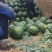山东潍坊西瓜种植基地直供精品甜王西瓜代办经验多年熟度好甜